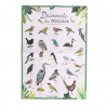 Boîte Oiseaux - Kit pédagogique à partir de 6 ans - Le Jardin - Moulin Roty